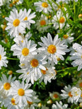 Shasta Daisy Seeds Organic Heirloom 100+ Pack Leucanthemum × superbum USA Grown