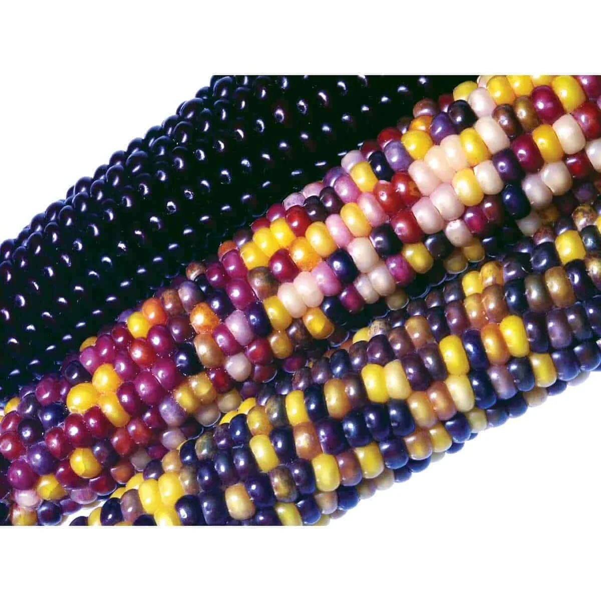 Ornamental Corn Seeds - Crossbow Variety - Fresh Seed - Zea mays subsp. mays
