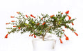 Dwarf Pomegranate Bonsai Seeds - 25 Seeds - Edible Fruit - Punica granatum