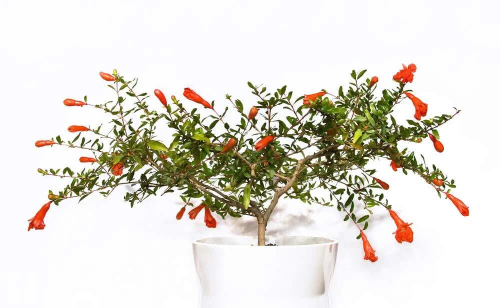 Dwarf Pomegranate Bonsai Seeds - 25 Seeds - Edible Fruit - Punica granatum