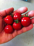 Sugar Bomb Cherry Tomato Seeds - 30 Heirloom Organic Non-GMO - Solanum lycopersicum