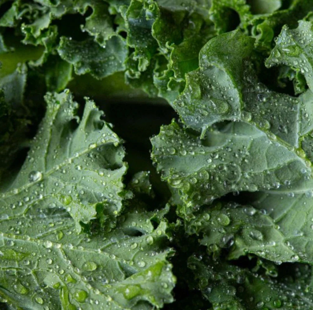 Dwarf Siberian Kale Seeds 4000 Non-GMO Cold Hardy Vegetable Seeds (Brassica napus)