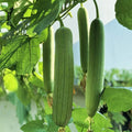 Tri Leaf Smooth Luffa Gourd Seeds - Medium Wide Sponge Variety - Perfect for 2025 Planting - Luffa cylindrica
