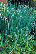 Dallas Blue Ornamental Grass - 3 Clumps - Live Sprouting Plants - Schizachyrium scoparium