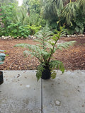 XXL Australian Tree Fern Live Plant 42" Cyathea cooperi Indoor/Outdoor Green Foliage