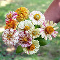 Zinnia Flower Seeds Mix - 150 Heirloom Candy Striped Double Flowers - Non-GMO (Zinnia elegans)
