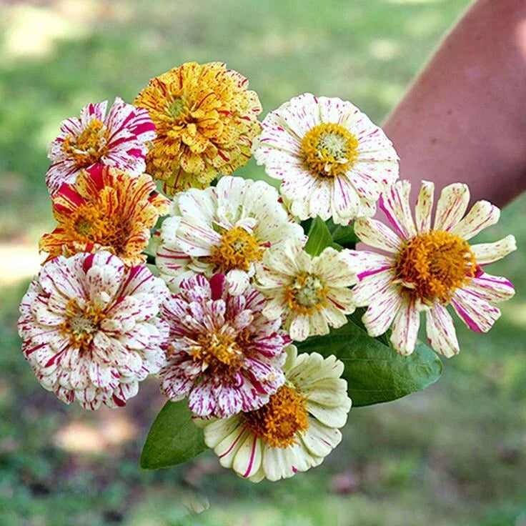Zinnia Flower Seeds Mix - 150 Heirloom Candy Striped Double Flowers - Non-GMO (Zinnia elegans)