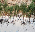 Eastern Red Cedar Juniper Seedlings 4-8" Live Trees (50) Vibrant Red Foliage Juniperus Virginiana