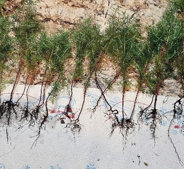 Eastern Red Cedar Juniper Seedlings 4-8" Live Trees (50) Vibrant Red Foliage Juniperus Virginiana