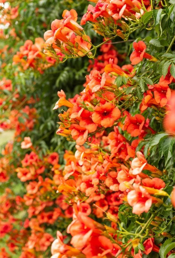 Orange Trumpet Vine Bareroot Plant - 8-16" Tall - Well Rooted Bright Orange Clusters - Campsis radicans