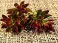 Crassula Platythylla Burgundy Cuttings - X-Large 3" Diameter Unrooted - Succulent Plant for Propagation
