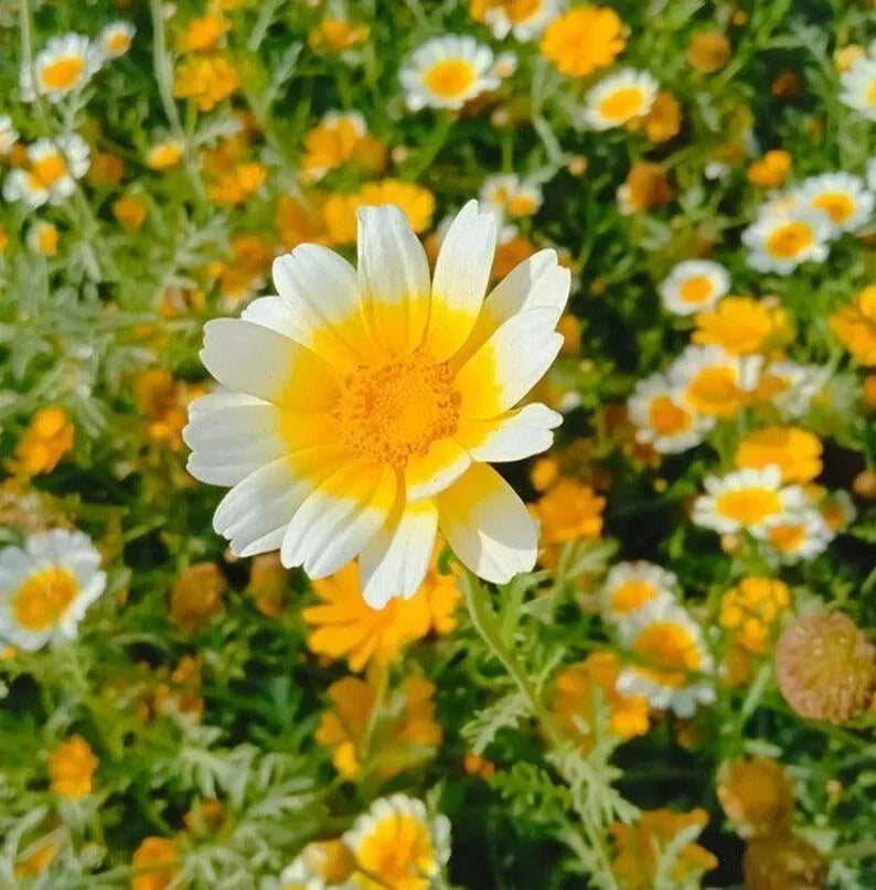 Garland Daisy Seeds - 200 Organic Seeds - Free Shipping - Bellis perennis