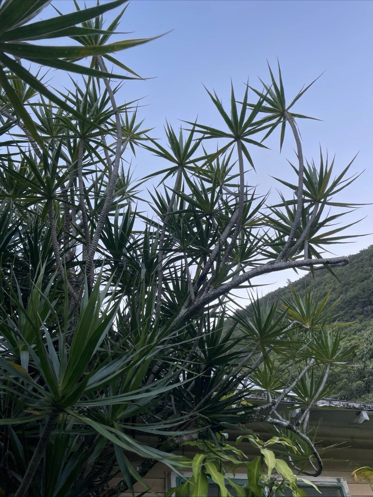 Hawaii Grown Dragon Tree Cuttings - 8 Bulk Dracaena Marginata Money Tree Bonsai
