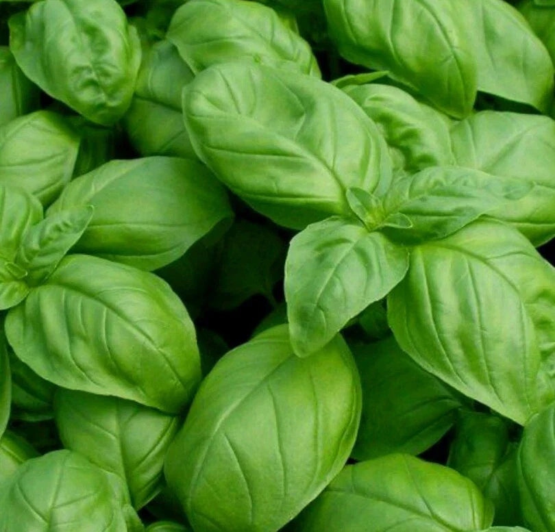 Genovese Basil Seeds - 1000 Count - Open Pollinated, Non-GMO - Ocimum basilicum