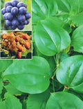 Greenbriar Roundleaf Seeds - 10+ Seeds - Smilax rotundifolia - Brambles/Bullbrier/Catbrier