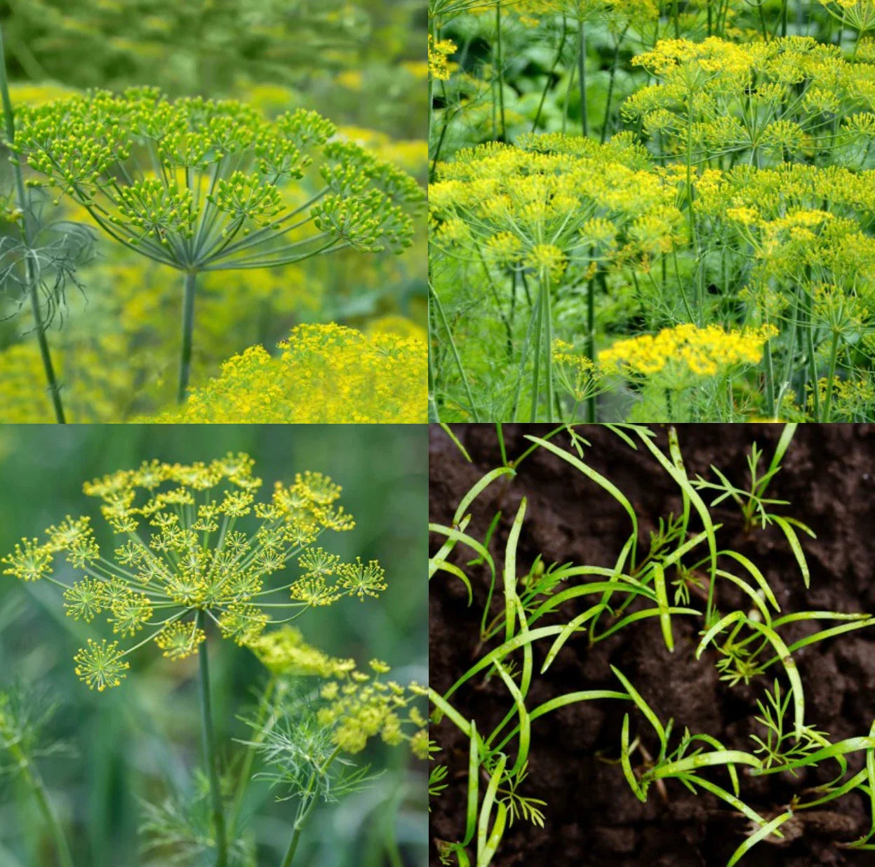 Dill Seeds Mix - Dukat, Bouquet & Mammoth - Non-GMO - 500 Seeds - Butterfly Host Plant - Anethum graveolens