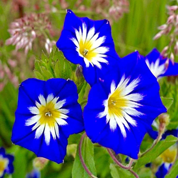 Heavenly Blue Morning Glory Seeds - 30+ Seeds for Hummingbirds & Butterflies - Climbing Vine (Ipomoea tricolor)