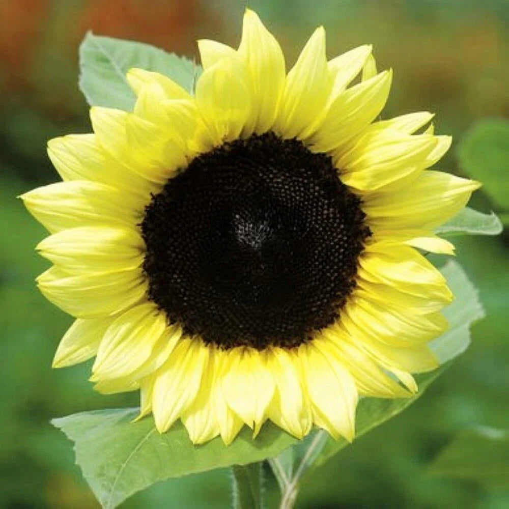Lemon Queen Sunflower Seeds | Light Yellow | Helianthus Annuus | 2025