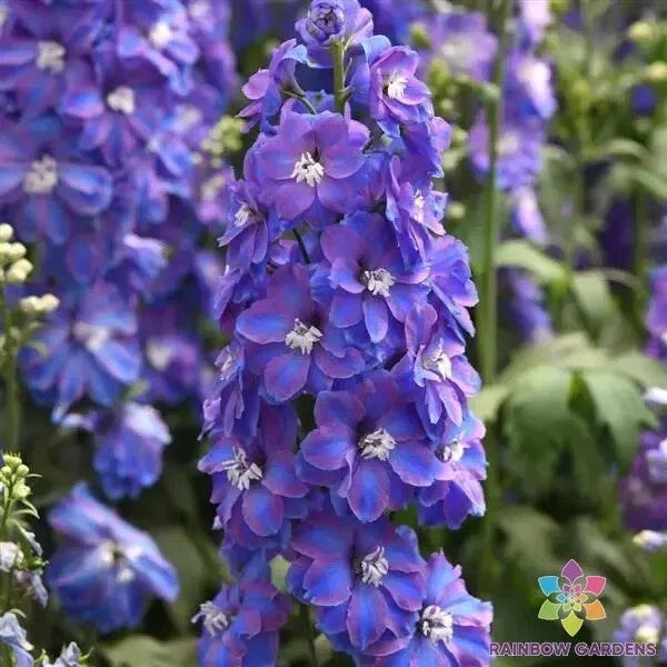 Delphinium Seeds - 200+ Guardian Lavender - Flower Seeds for Garden - Delphinium elatum