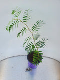 LIVE TAMARIND Fruit Tree | Tropical Plant | Tamarindus indica | WSS