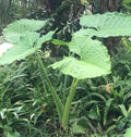Colocasia 'Thai Giant' Elephant Ear Bare Root 19" Plant