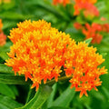 Milkweed Seeds - Orange Perennial Tuberosa - Monarch Butterfly Host Plant - Non-GMO - 50 Seeds