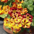 Nasturtium Seeds - 50+ Orchid Flame Variety - Tropaeolum majus - Ideal for Garden Planting - USA