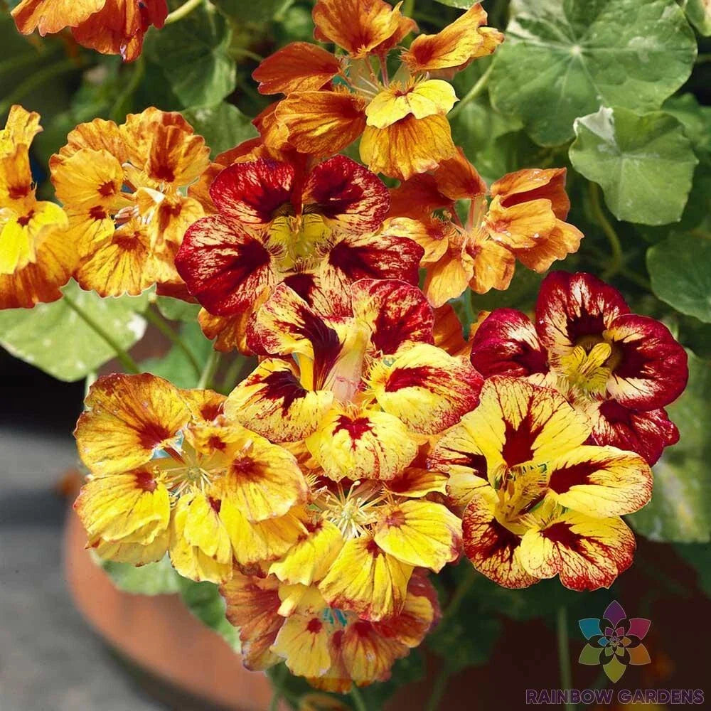 Nasturtium Seeds - 50+ Orchid Flame Variety - Tropaeolum majus - Ideal for Garden Planting - USA