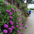 20 Ice Plant Seeds - Delosperma Cooperi - Hardy Ground Cover with Daisy Flowers - Drought Tolerant, Low Maintenance