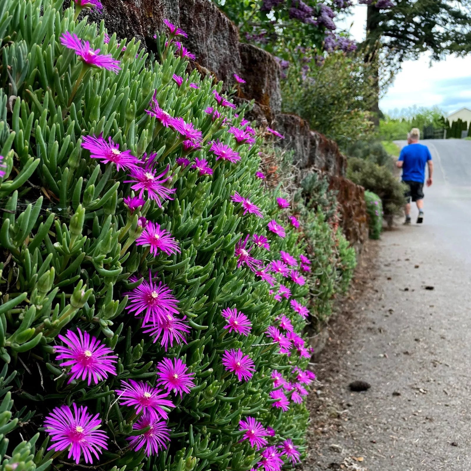 20 Ice Plant Seeds - Delosperma Cooperi - Hardy Ground Cover with Daisy Flowers - Drought Tolerant, Low Maintenance