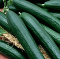 Cucumber Seeds - Armenian Dark Variety - Fresh Heirloom Seeds for Garden Planting - Cucumis sativus