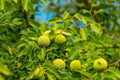 Osage Orange Tree Seedlings 12-24 inches for Planting Maclura pomifera