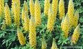 Saffron Lupine Seeds - 25+ Pack for Garden Planting - USA Grown - Free Shipping - Lupinus angustifolius