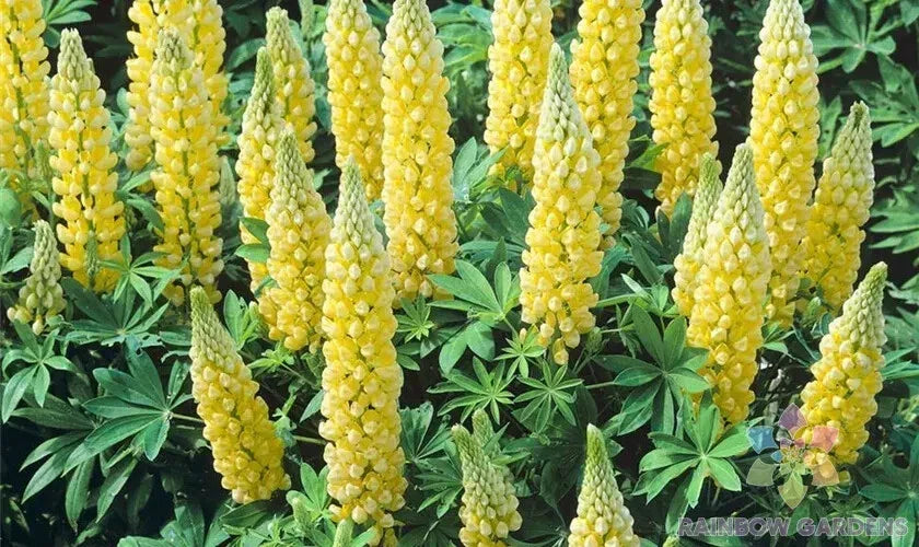 Saffron Lupine Seeds - 25+ Pack for Garden Planting - USA Grown - Free Shipping - Lupinus angustifolius