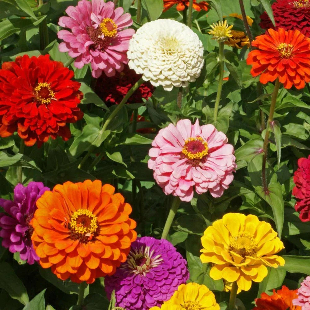 Flower Seeds - State Fair Mix Zinnia Seeds - 100+ Seeds - Zinnia elegans