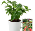 Coffee Arabica Tree Seeds - 10 to 110 Seeds - Air Purifying Houseplant - Easy Grow Coffee Plant (Coffea arabica)