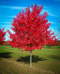 Red Maple Tree Seeds - 50+ Count - Acer rubrum - Northern Source - Fast Hardy Fall Color