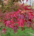 Hedge Maple Tree Seeds - 20 Pack - Acer campestre - Field Maple