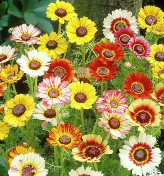 Painted Daisy Seeds - 250+ Mixed Colors - Perennial Flowers for Butterflies and Pollinators - Leucanthemum spp.