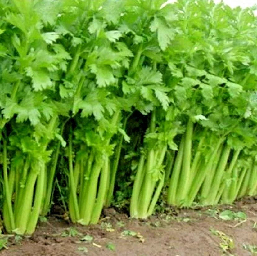 Organic Heirloom Utah Celery Seeds - 1001+ Tall Vegetable Seeds for Summer Garden & Container Gardening