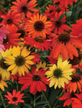 Echinacea Plugs, 4-Pack, Cheyenne Spirit Coneflower Mix, Echinacea x 'Cheyenne Spirit', Native, Bee Friendly, Zones 4-9