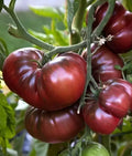 Black Brandywine Tomato Seeds - 10+ Heirloom Organic NON-GMO - Fresh Gardening Seeds - Solanum lycopersicum