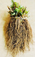 Everbearing Strawberry Bare Root Plants - Garden Outdoor Fruit - Fragaria × ananassa - Select Packs