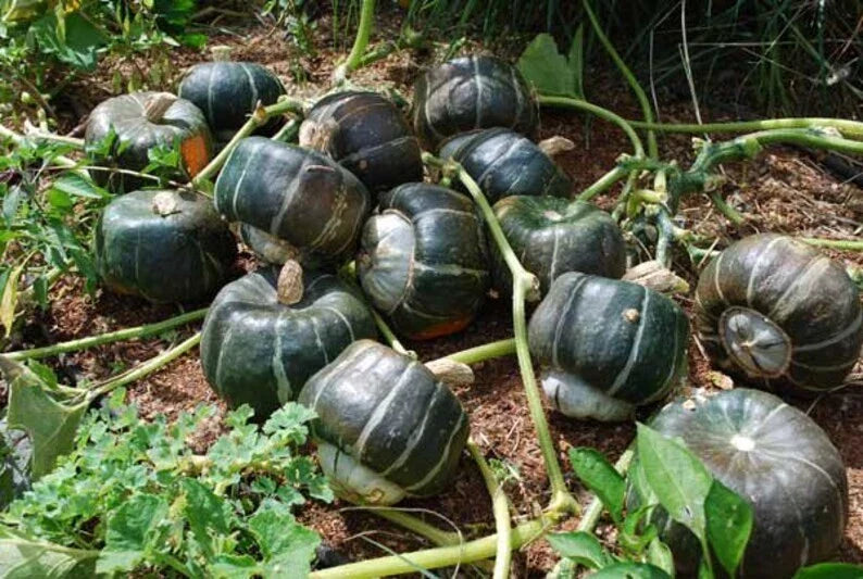 Organic Buttercup Winter Squash Seeds - 10 Seeds - Cucurbita maxima - USA Grown