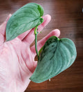 Rooted Top Cut Scindapsus Sooo Silver Plant in Moss - Perfect for Home Decor & Indoor Gardening (Scindapsus Pictus)