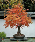Dwarf Flameleaf Sumac Seeds - Vibrant Ornamental Variety - Rhus copallinum - 30+ Seeds