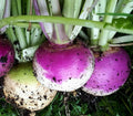 Purple Top Turnip Seeds 1000+ Vegetable Garden Culinary Soup Stew Brassica rapa