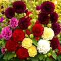 Hollyhock Seeds - Autumn Mix - 200+ Huge Flowers - Attracts Hummingbirds & Bees - Alcea rosea