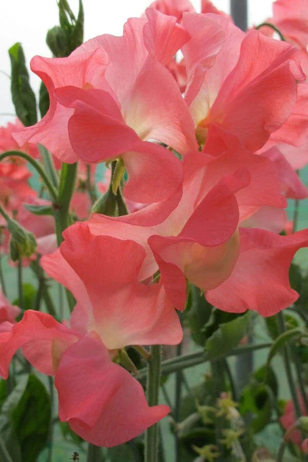 Marjorie Carrier Sweet Pea Seeds - 50 Premium Seeds for Garden Planting - Lathyrus odoratus - USA