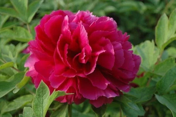 Peony Seeds Pack - 10pc Exotic Flower Seeds - Garden Plant - Paeonia spp. - USA Seller - Free Shipping